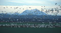 Snow geese in front of Mt Pilchuk